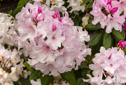 26th Oct 2019 - Rhododendron