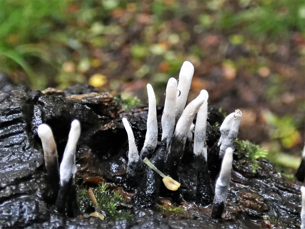 Candlesnuff fungus by julienne1