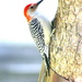 Woodpecker came to call by bruni