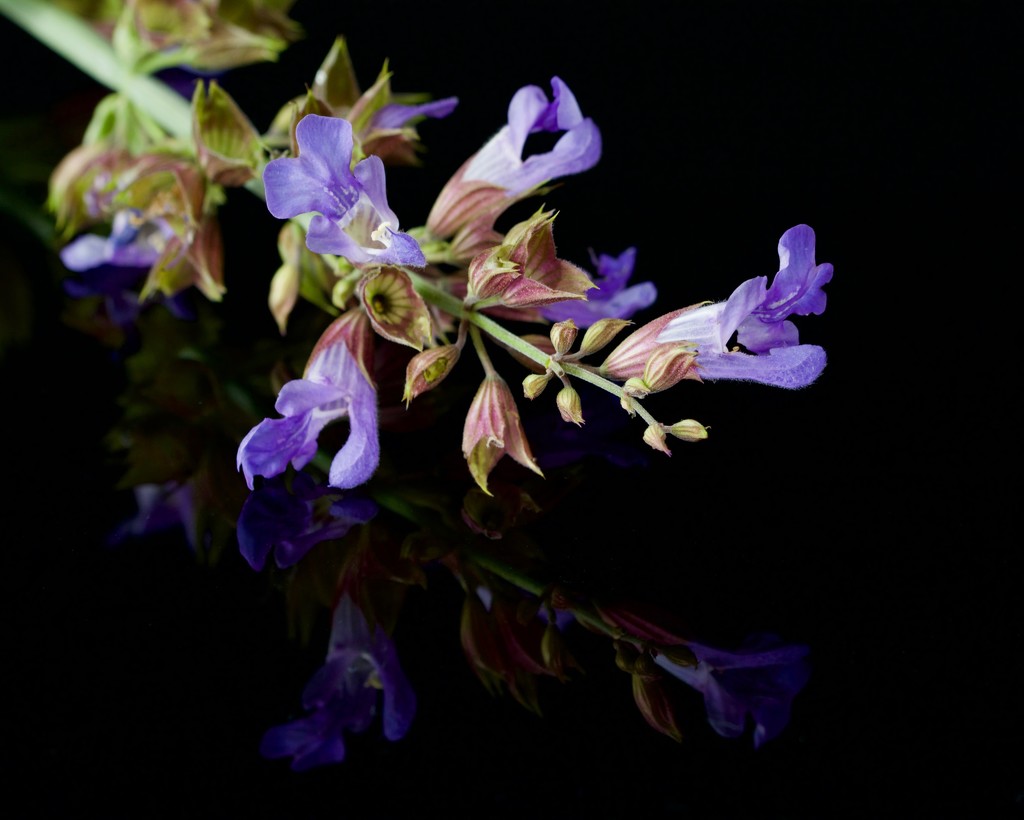 My Sage Is Flowering_DSC8536 by merrelyn