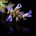My Sage Is Flowering_DSC8536 by merrelyn