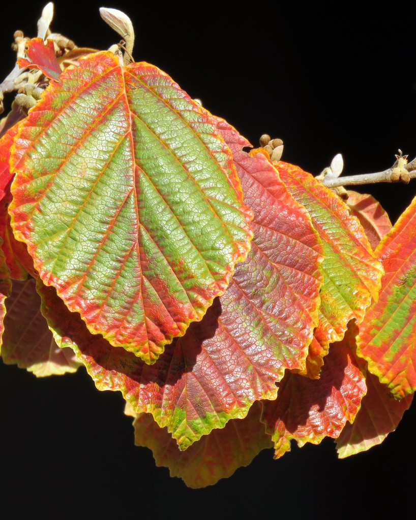 Leaf Patterns by seattlite