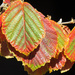 Leaf Patterns by seattlite