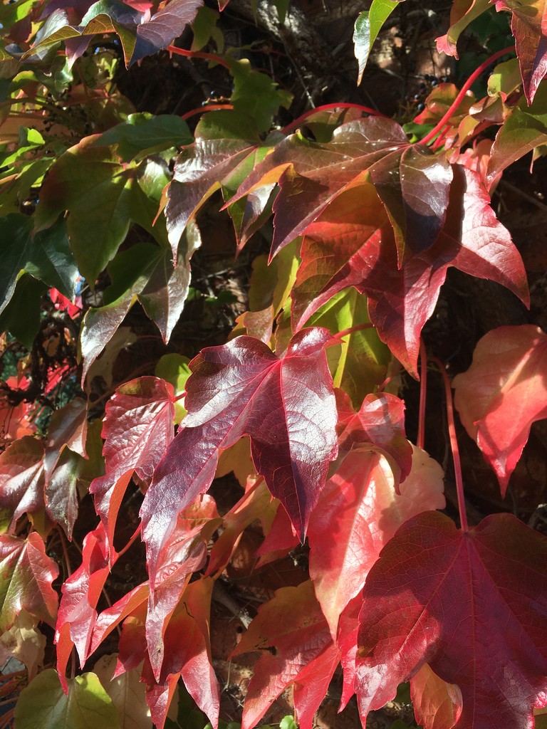 Loving the sun on these Autumn colours by 365anne