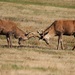 The Rut by phil_sandford