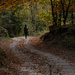 walking in the silence of autumnal woods by caterina