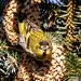 Siskin by lifeat60degrees