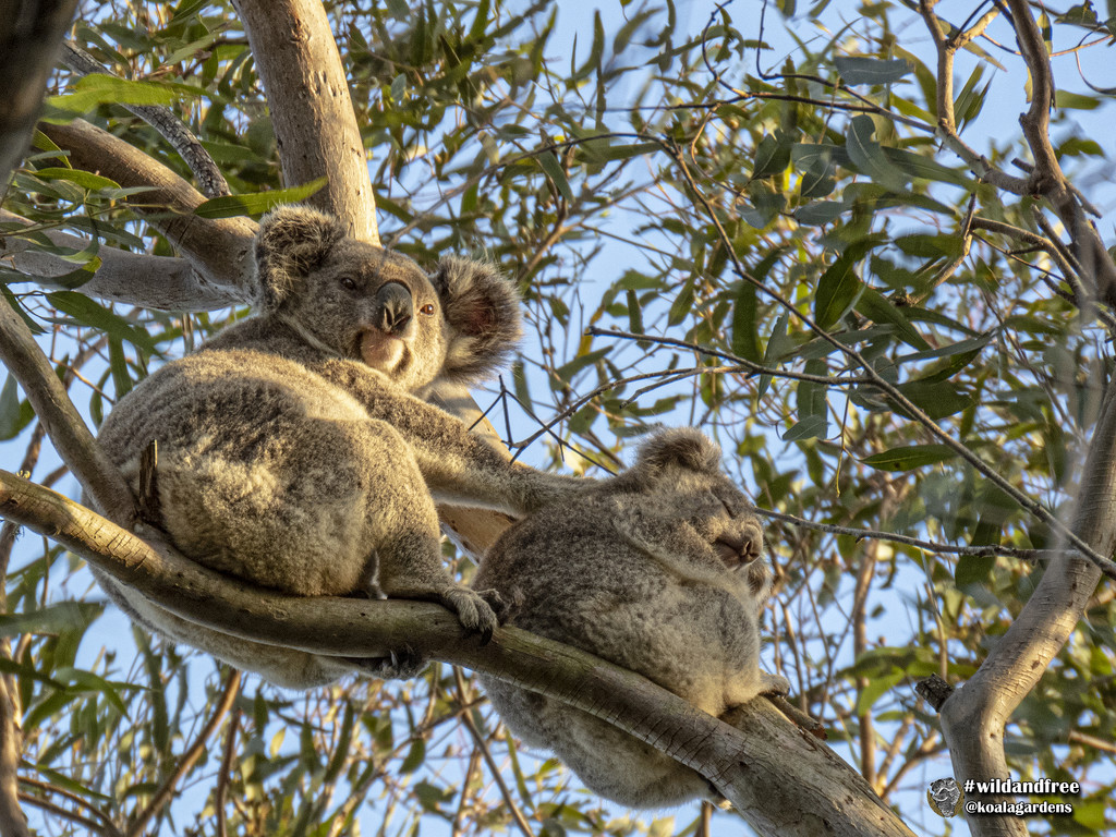 helping hand by koalagardens