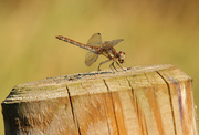 29th Oct 2019 - Entertaining dragonfly