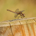 Entertaining dragonfly by shepherdman