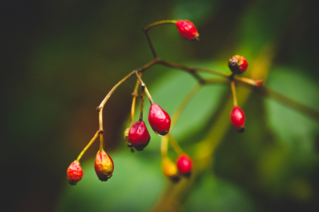 Wild Rosehips by mzzhope