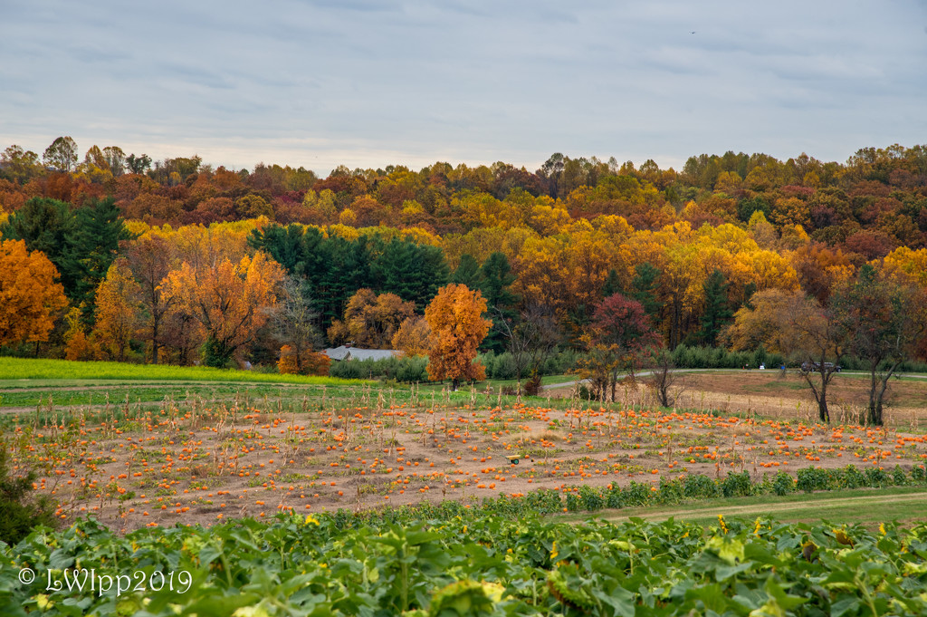 Fall On The Farm by lesip