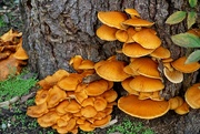 29th Oct 2019 - orange fungus