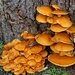 orange fungus by quietpurplehaze