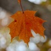Leaf by kdrinkie