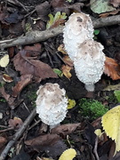 29th Oct 2019 - Lawyer's Wig Fungus