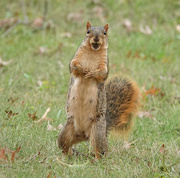 20th Oct 2019 - Fox Squirrel Standing