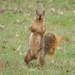 Fox Squirrel Standing by annepann
