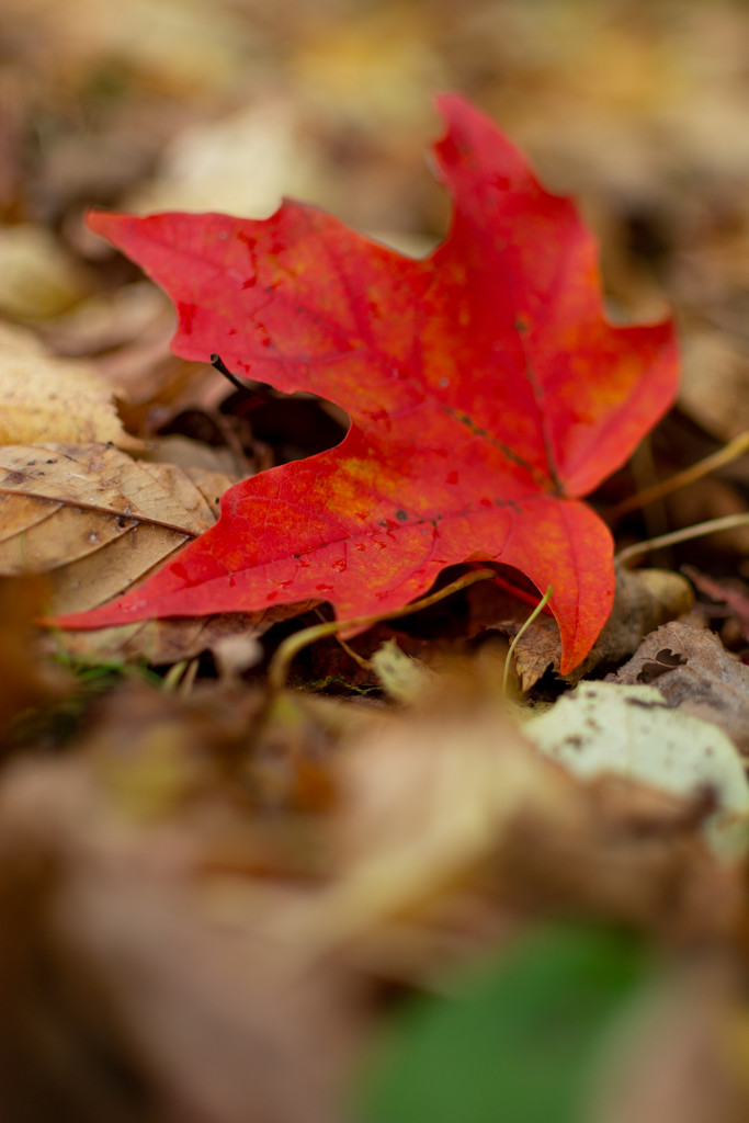 Red leaf shallow dof by jackies365