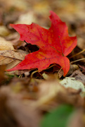 29th Oct 2019 - Red leaf shallow dof