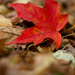 Red leaf shallow dof by jackies365