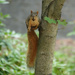 Fox Squirrel by annepann