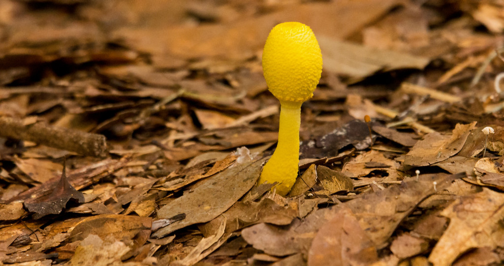 Yellow Mushroom! by rickster549