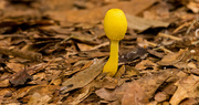 29th Oct 2019 - Yellow Mushroom!