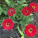 Brilliant colorful zinnias.  There are still plenty of them growing at the gardens at Hampton Park. by congaree