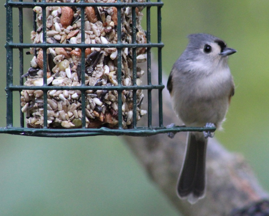 Tufted Titmouse Poser by cjwhite