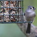 Tufted Titmouse Poser by cjwhite