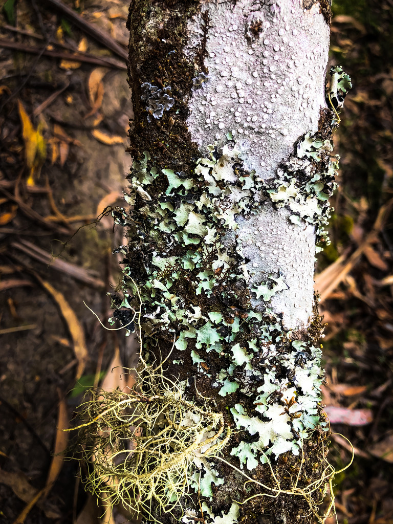 lovely lichen by pusspup