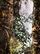 30th Oct 2019 - lovely lichen