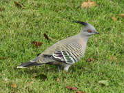 30th Oct 2019 - Crested pigeon