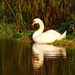 Swan enjoying the morning sun by 365anne