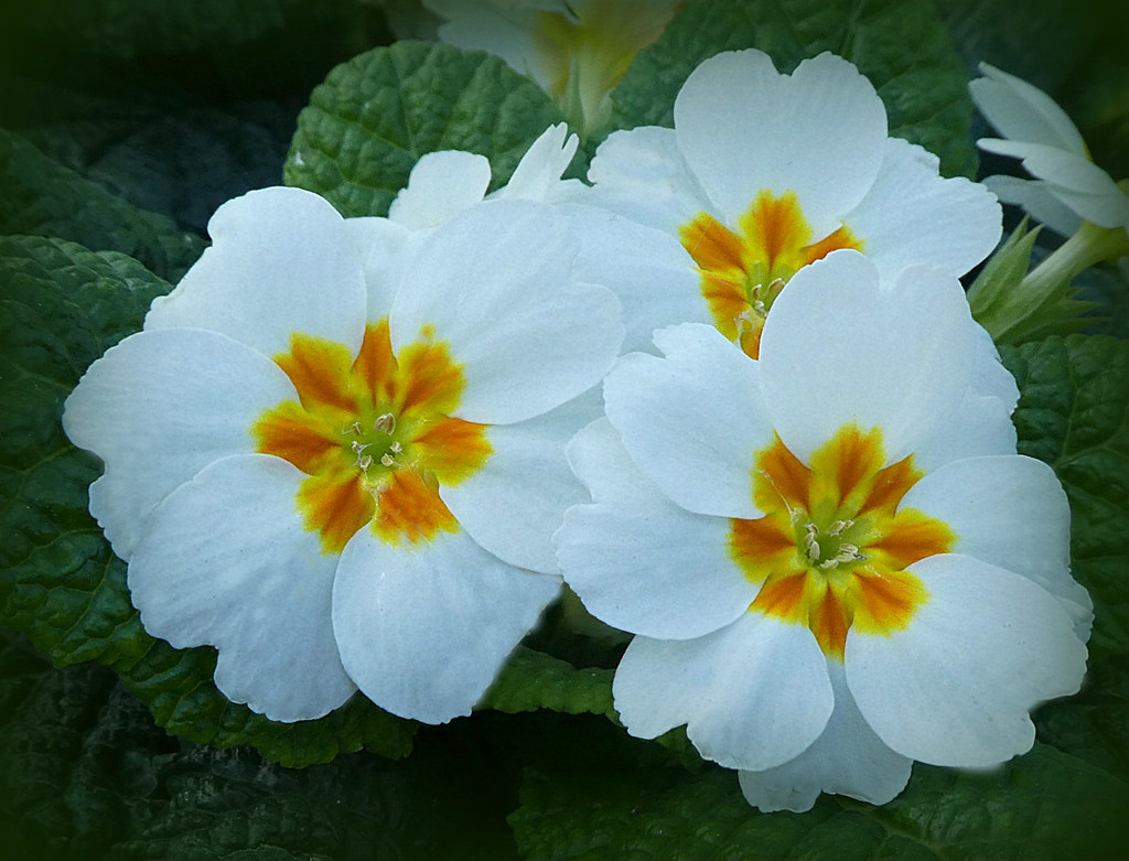 Primulas by wendyfrost