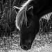 Wild Pony at Assateague by joansmor