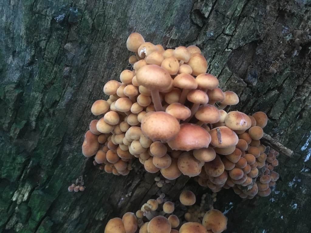 More mushrooms  by hannahbeth