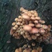 More mushrooms  by hannahbeth