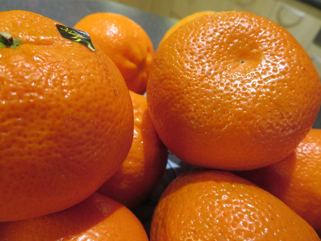 Oranges by lellie