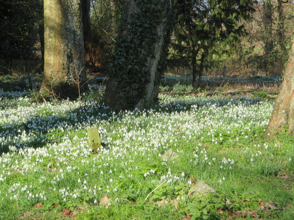 Snowdrops in the churchyard by lellie