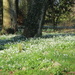 Snowdrops in the churchyard by lellie