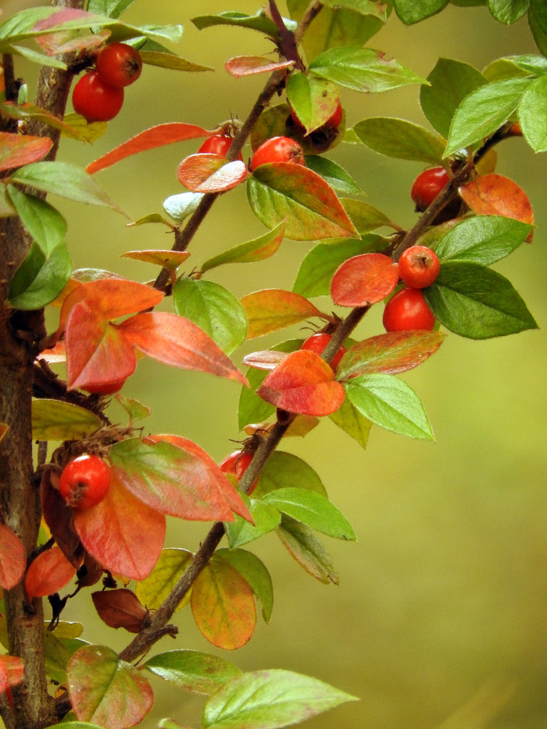 Fall Berries  by seattlite