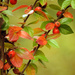 Fall Berries  by seattlite