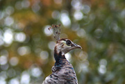 29th Oct 2019 - Camouflaged Peahen