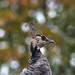 Camouflaged Peahen by thedarkroom