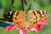 24th Aug 2019 - Painted Lady, wings down