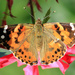 Painted Lady, wings down by rhoing
