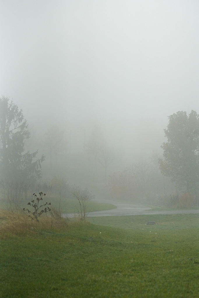 Misty Fall Walk by gardencat