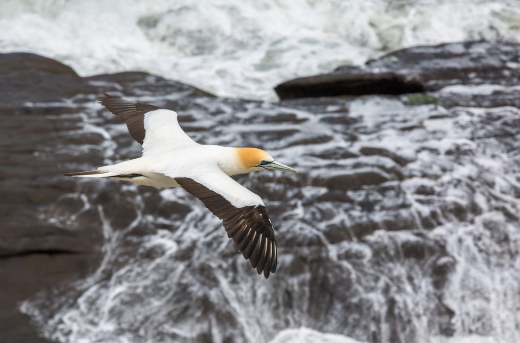 Gannet flying over the rocks by creative_shots